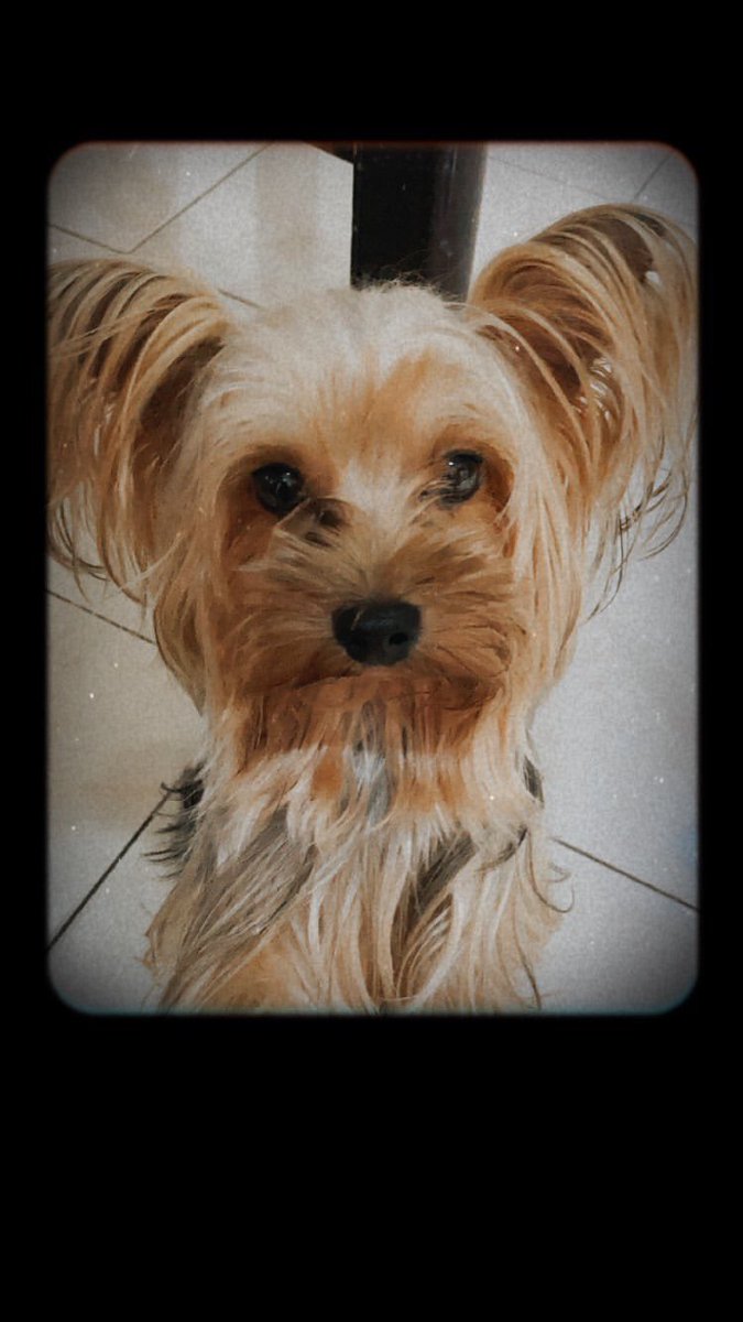 joannneri's tweet photo. HELP, moonwalk friends o sino man baka mkatulong. Bka may mkapansin. Nkalabas ng gate ung aso namin si snoopy today lng. Nwawala sya ngyon. (from Gagarin st. Moonwalk Village Pque. Phase 1 😭 Walang collar..teacup size.

PM nyo lng ako if ever. 
Thank you.🙏
Feel free to share. https://t.co/cyh4NO1Uo0