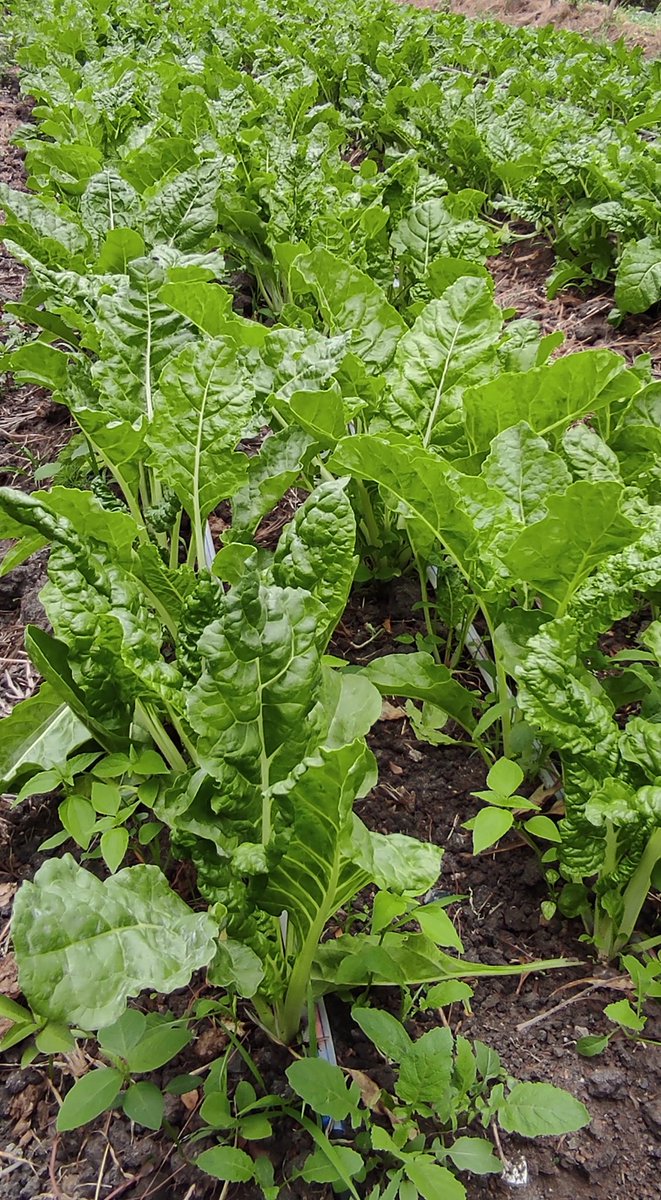 4. For the last 7+ years I've been farming, not a single drop of pesticide or grain of inorganic fertilizer has ever been used on the crops. Pesticides kill beneficial insects like, you guessed it, BEES! My journey to organic farming was paying off, and I'm here to see it 