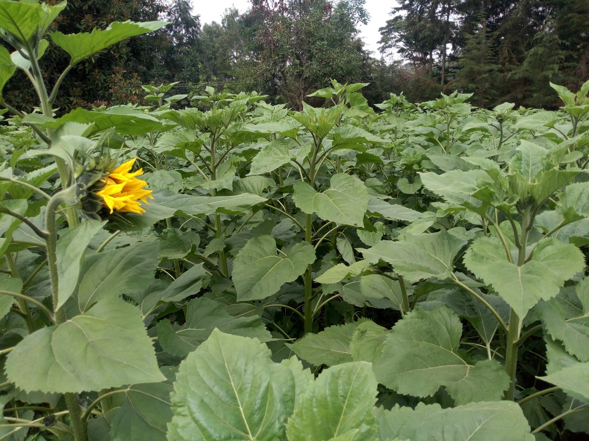 3. Back at the farm, Bees started to make a Beeline to the Sunflower plot! Within two weeks they made the beehive their home!