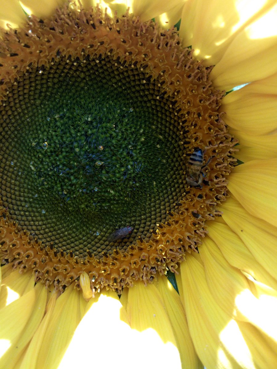 3. Back at the farm, Bees started to make a Beeline to the Sunflower plot! Within two weeks they made the beehive their home!