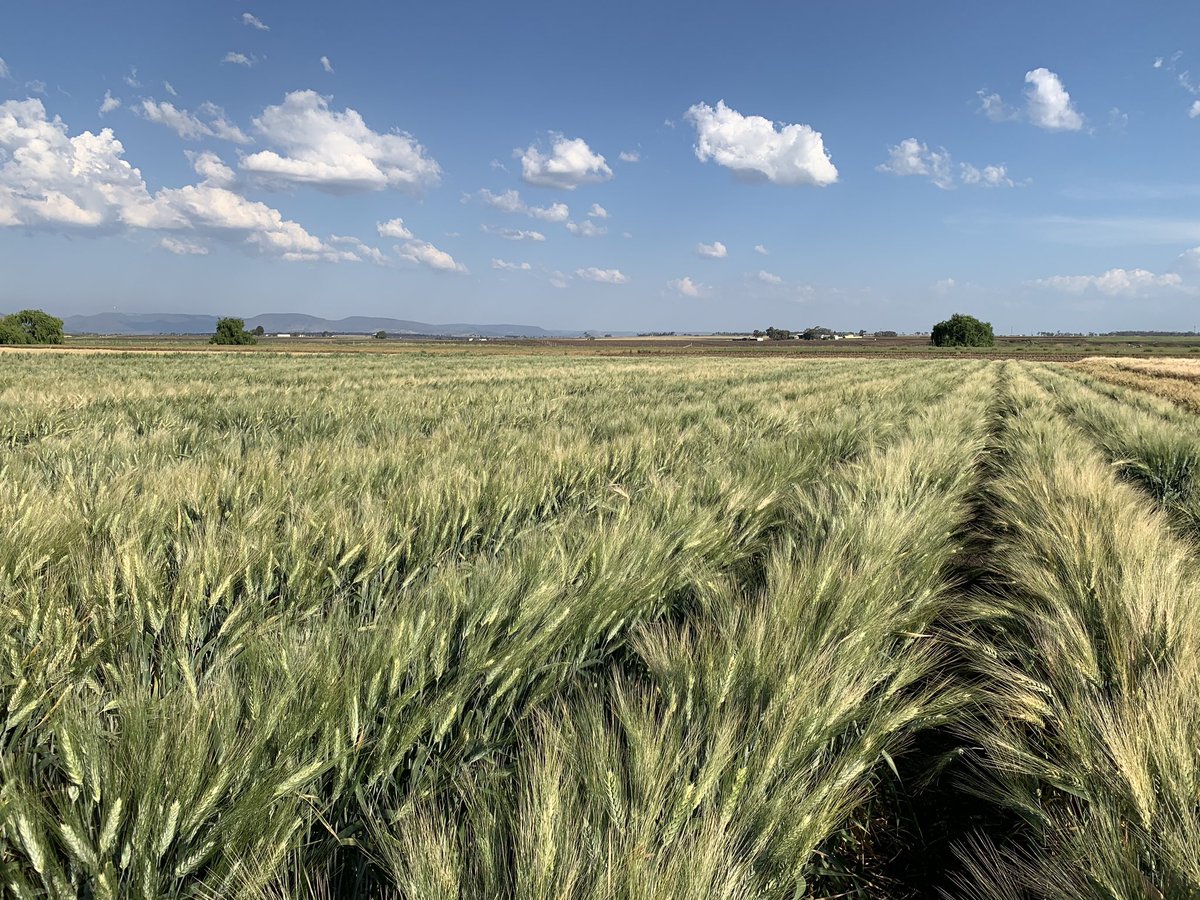 DrHikov's tweet photo. Check out these beauties! 😍

DBA Aurora durum wheat lines with modified root traits developed by @theGRDC postdoc fellow @samir_alahmad

Exciting times as we plan yield trials on farms and in partnership with breeding companies to determine value of root traits across Australia https://t.co/fZBesbpl8j