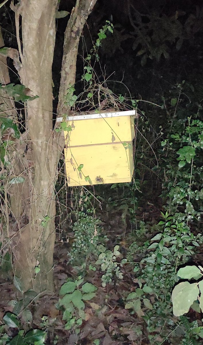 5. I forgot to check on the progress of the hive, until I picked the smell of honey around December last year but procrastination hit again . I wasn't seeing the commercial value of one hive hence it would always skip my mind to buy a bee suit and a smoker