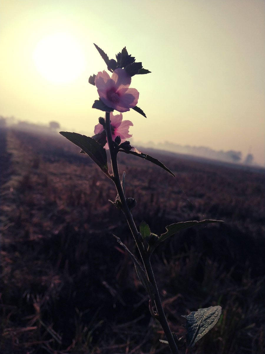 ymrityunjay65's tweet photo. #mobilephotography 
#mobile #Note5Pro #redmi https://t.co/ssheEe4JRr