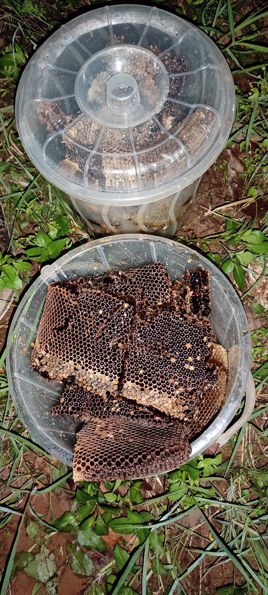 7. 45 minutes later, behold the results. Since I had delayed harvesting, the Bees had already started eating some of it. I got 9kgs, with more to be harvested in three months time according to Koech, the Bee whisperer.