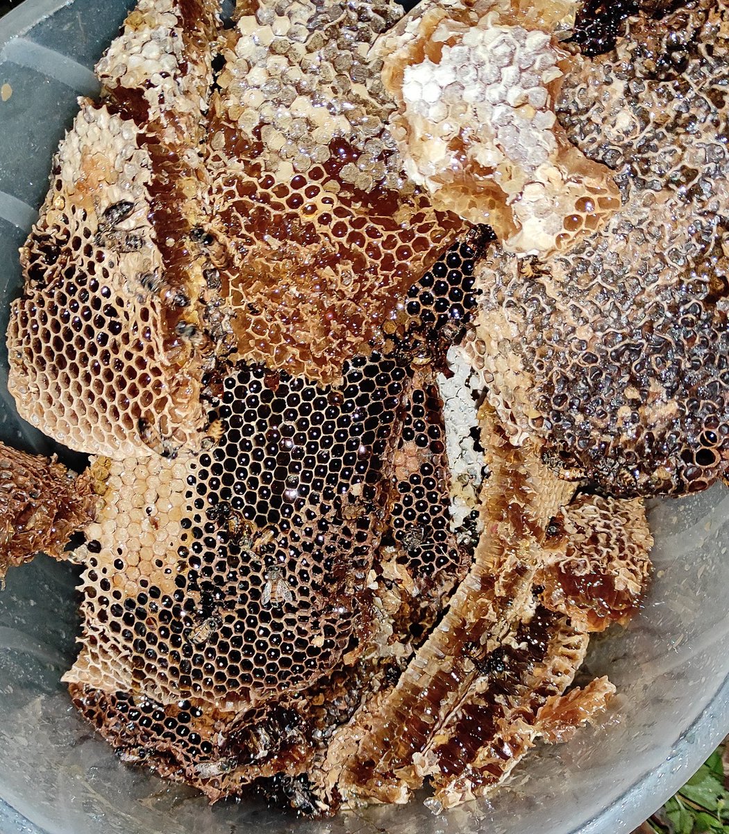 7. 45 minutes later, behold the results. Since I had delayed harvesting, the Bees had already started eating some of it. I got 9kgs, with more to be harvested in three months time according to Koech, the Bee whisperer.