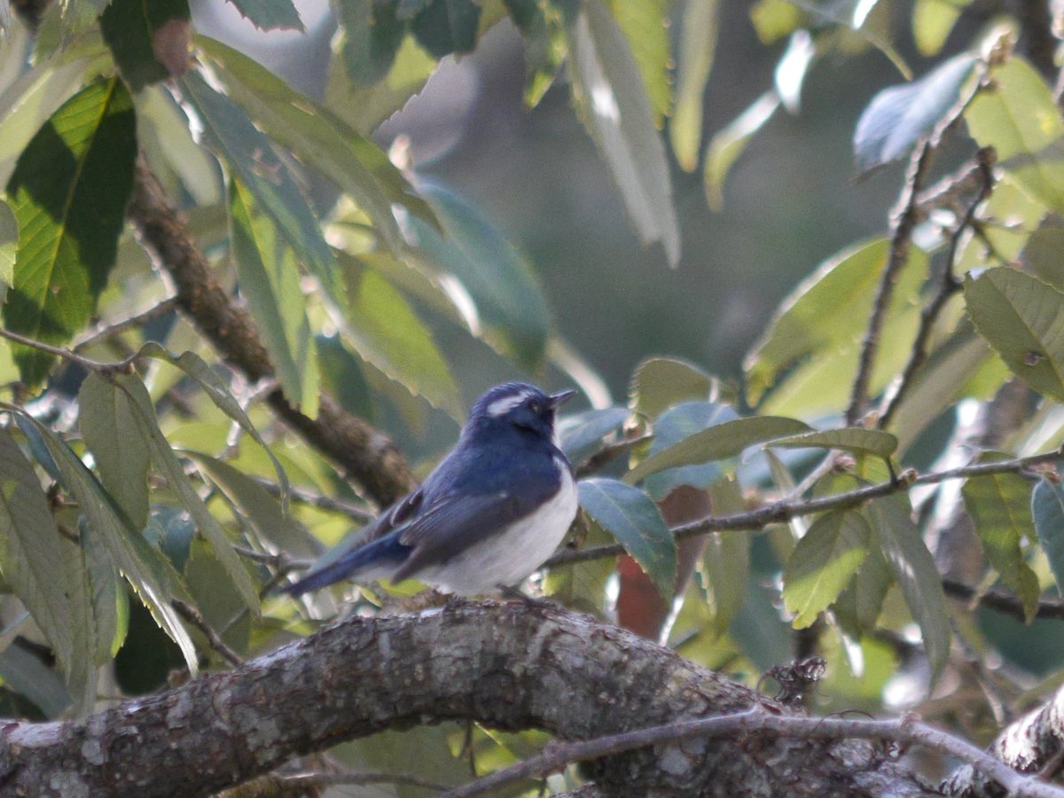 heart_podcast's tweet photo. #birdsinblue but not bluebirds. #UltramarineFlycatcher #ChestnutbelliedRockthrush #IndianAves #birdsoflandour #NaturePhotography #wildlifephotography #ornithology #birding #birds #hillbirds #heartofconservation #podcast #birdsofindia #birdphotography #uttarakhand https://t.co/R3gwR7xEeO