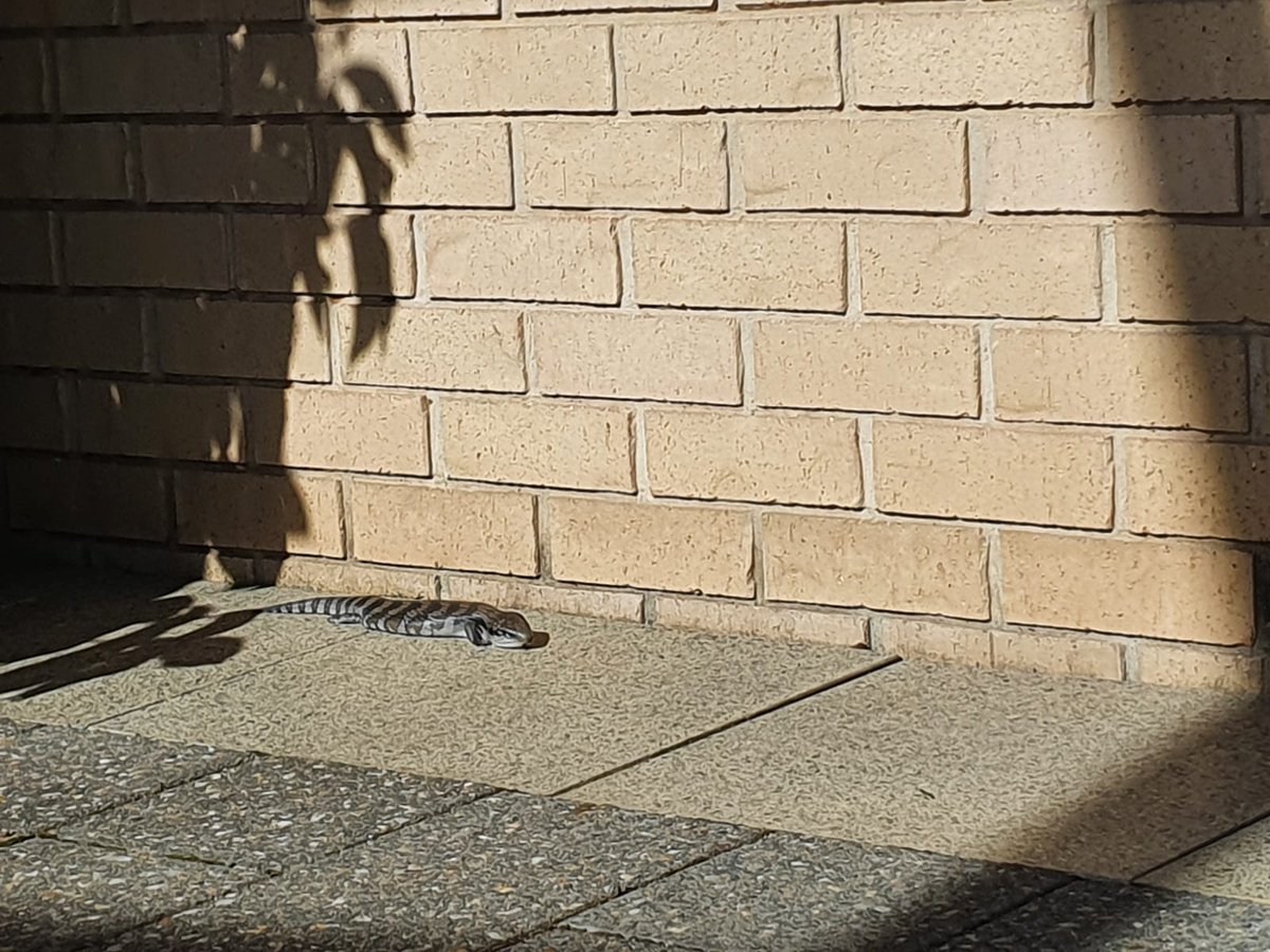 ImogenMathew's tweet photo. And I chatted with this little friend who was enjoying the afternoon sun in front of the Geddes building @ADC_Australia 🌞😎🦎 https://t.co/UnCNoXDmwz