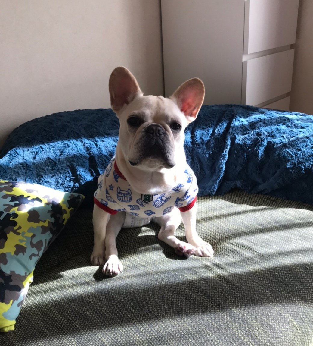 フレンチブルドッグの小梅ちゃん A Twitter ストレッチしております フレンチブルドッグ小梅 意識高い女子 手足足手