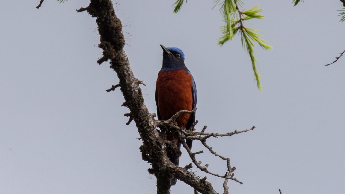heart_podcast's tweet photo. #birdsinblue but not bluebirds. #UltramarineFlycatcher #ChestnutbelliedRockthrush #IndianAves #birdsoflandour #NaturePhotography #wildlifephotography #ornithology #birding #birds #hillbirds #heartofconservation #podcast #birdsofindia #birdphotography #uttarakhand https://t.co/R3gwR7xEeO