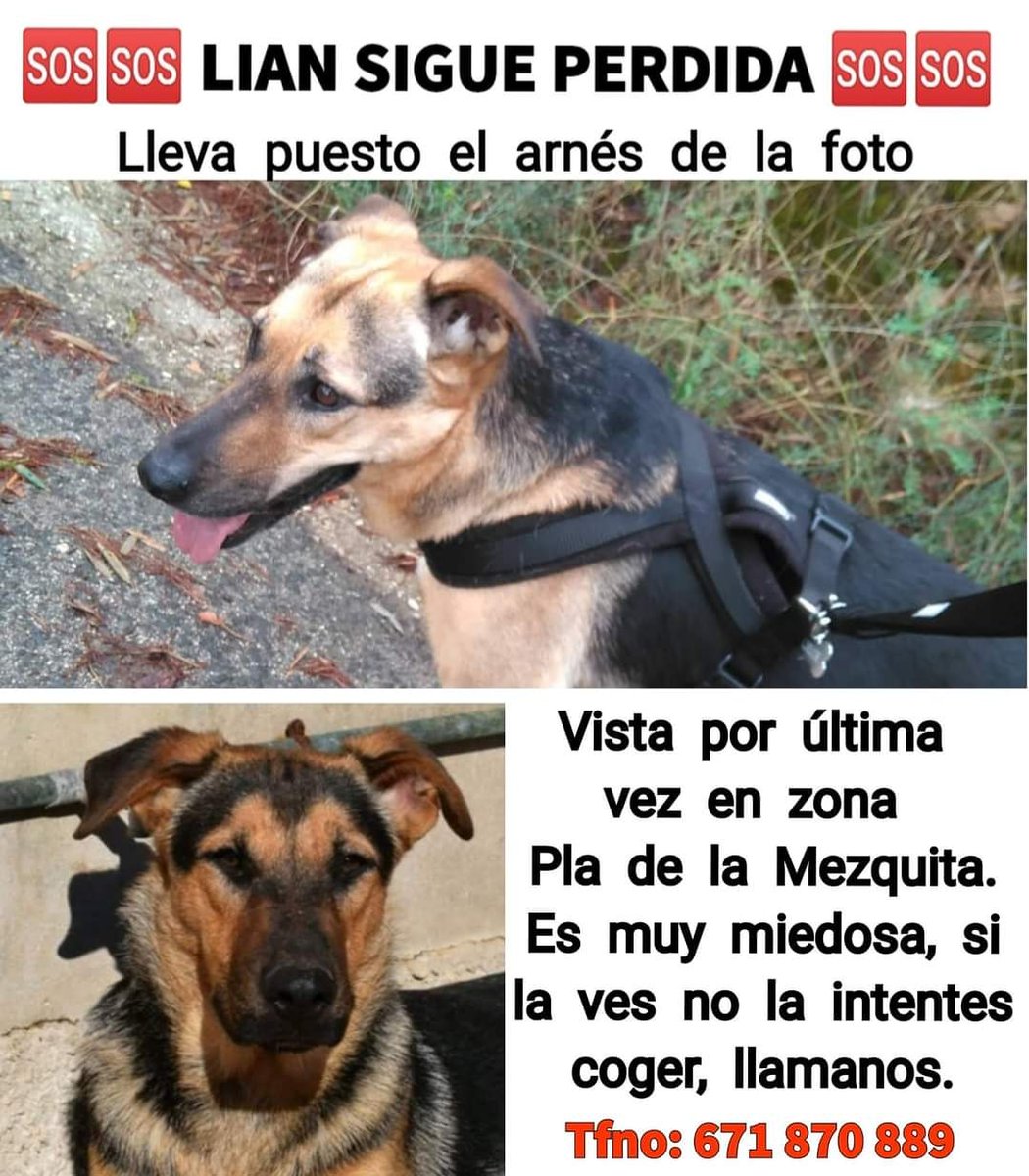 Protectora SPAX (@protectoraspax) on Twitter photo 