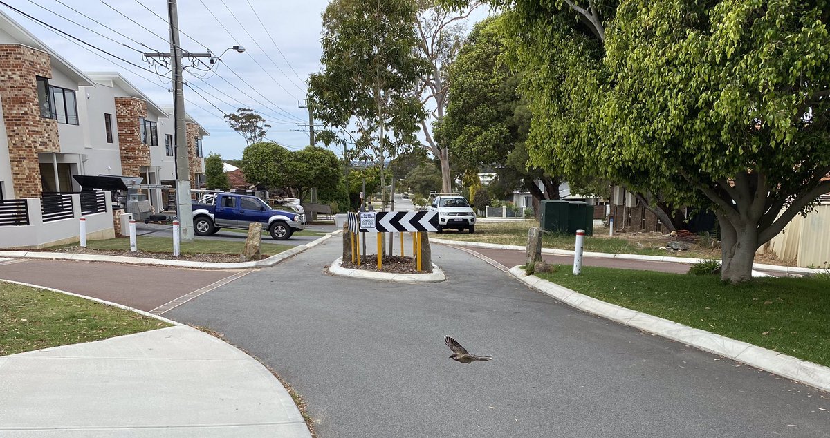 And here are the filters themselves...Birds love low traffic neighbourhoods as well!