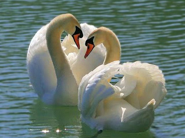 Самые красивые птицы. Любите птиц и животных. Птица любви. Любовь попугаев. Любите птиц и животных.