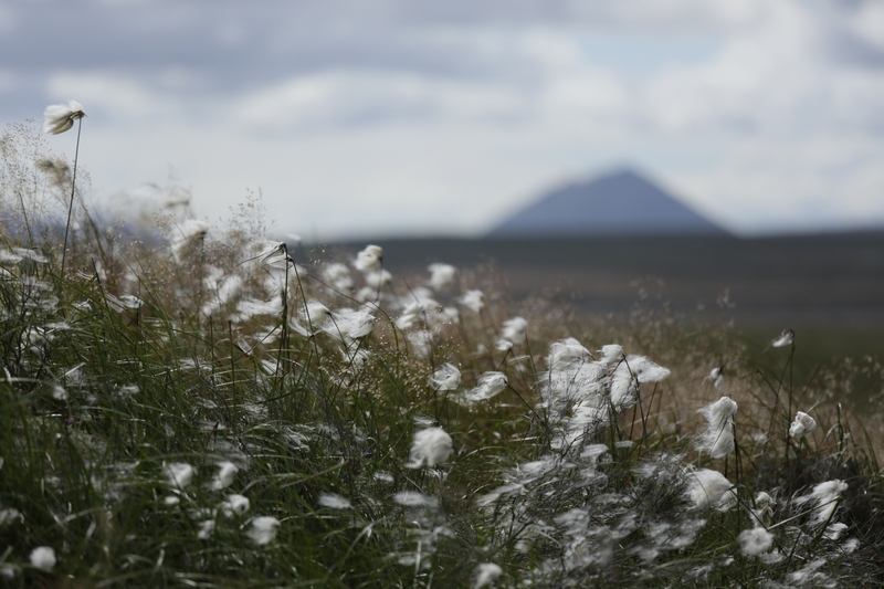 Restoring our damaged peatlands should be a vital part of Scotland’s efforts to tackle the nature and climate crisis, helping to contribute to meeting Scotland’s net zero carbon target by 2045.  https://arcg.is/0PT8qy 