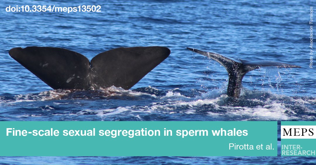 Female and male sperm whales from an isolated, endangered population show evidence of sexual segregation at fine scales. New study by Enrico Pirotta and colleagues. Read more ➡️ bit.ly/meps_654_209