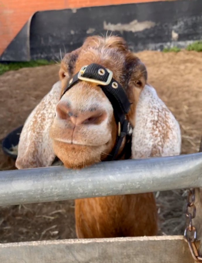 HallPania's tweet photo. @LauraKingDXB @RacingUAE Goats are highly intelligent and great in a stable. Miss seeing Simon Zahra's Leo on twitter!! 😆 https://t.co/QKqCojQ5oi