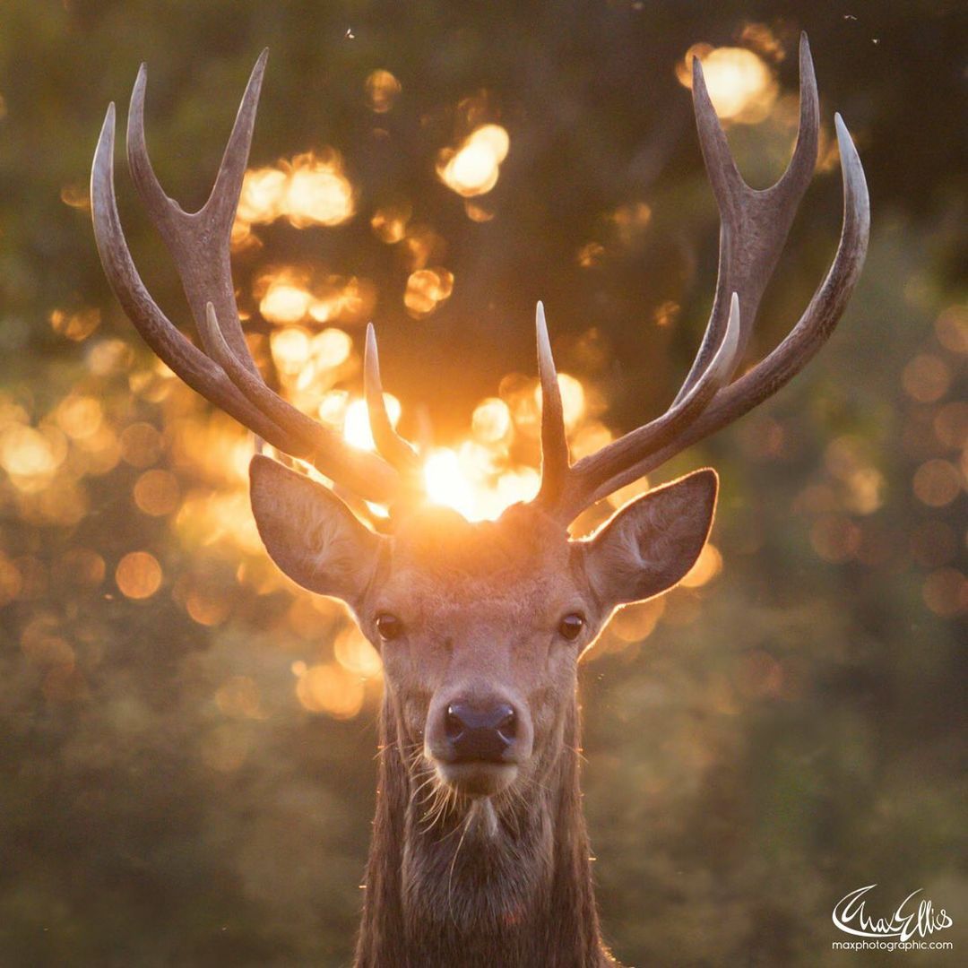 futurasciences's tweet photo. [🌍] Quand #MaxEllis rencontre la nature ça donne un résultat époustouflant ! Ce #photographe s'est pris de passion pour le cerf élaphe (Cervus elaphus). 🦌 Source 👉 https://t.co/48yMXnqWxw https://t.co/FmQ5SXfMxi
