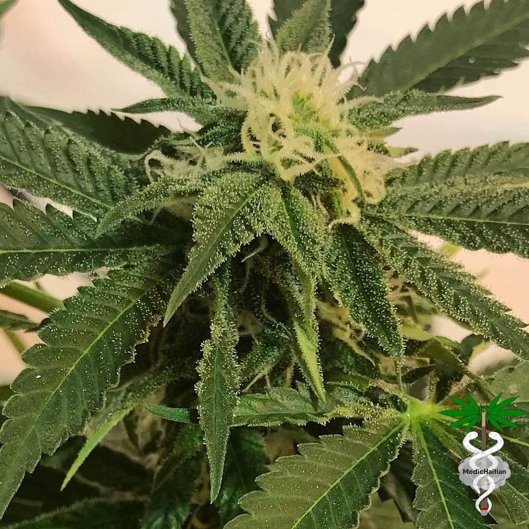 MedicHaitian's tweet photo. Machine Gun Funk is a Sativa dominant Haze plant with a Skunk kick that combines some of the most famous elite strains to ever hit the world of growing.
FOLLOW ▶ @MedicHaitian
🌿
#machinegunfunk #sativa #haze #strains #legalizeit #marijuana #IAmGDC #Mmemberville #MedicHaitian https://t.co/kI7R9pgDL6