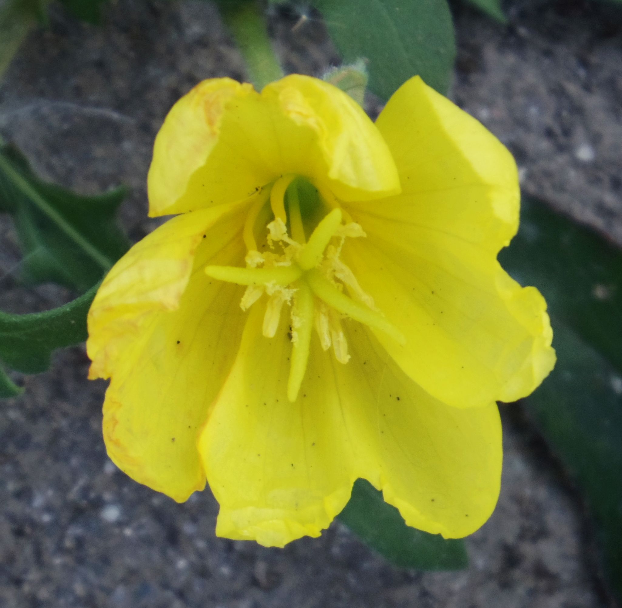 こころんグリーン 道路脇にマツヨイグサの花が咲いていました 黄色の花が まだこの時間まで開いています ふっくらした花が綺麗に開いています マツヨイグサ 黄色の花 秋の花 秋 山野草 野草 園芸 ガーデニング 熊本市南区 熊本 T