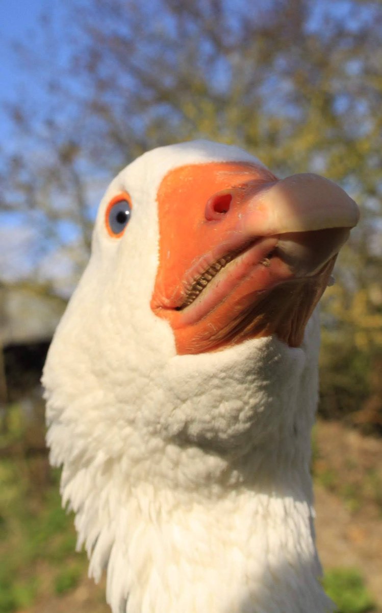 Cuthbert the goose