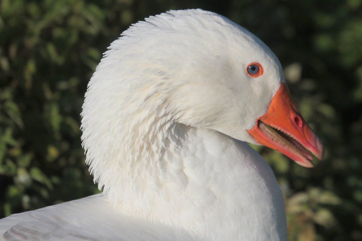 Cuthbert the Goose
