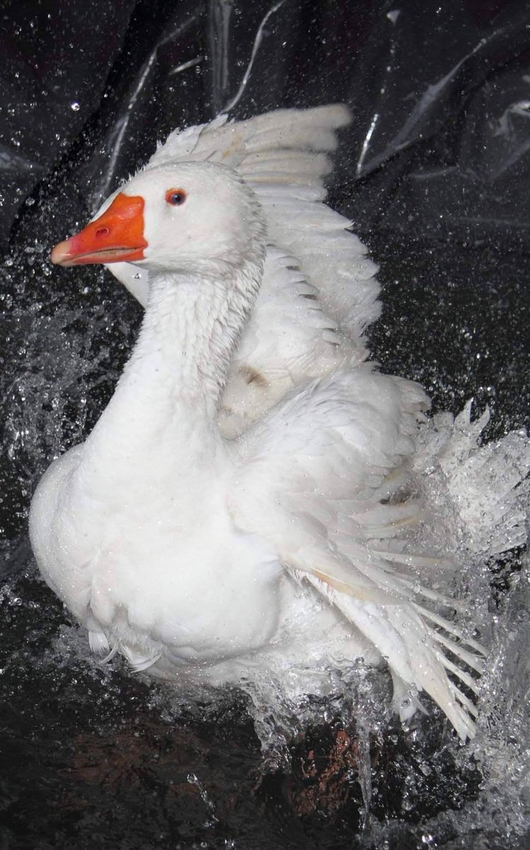 Cuthbert the Goose