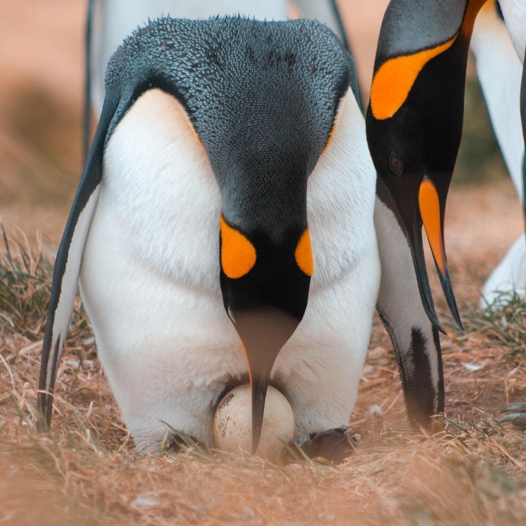 Como veis en la espectacular 📸 imagen de @rpinguinorey, este animal no construye nido, sino que utiliza sus anchas y fuertes patas como base para la incubación.