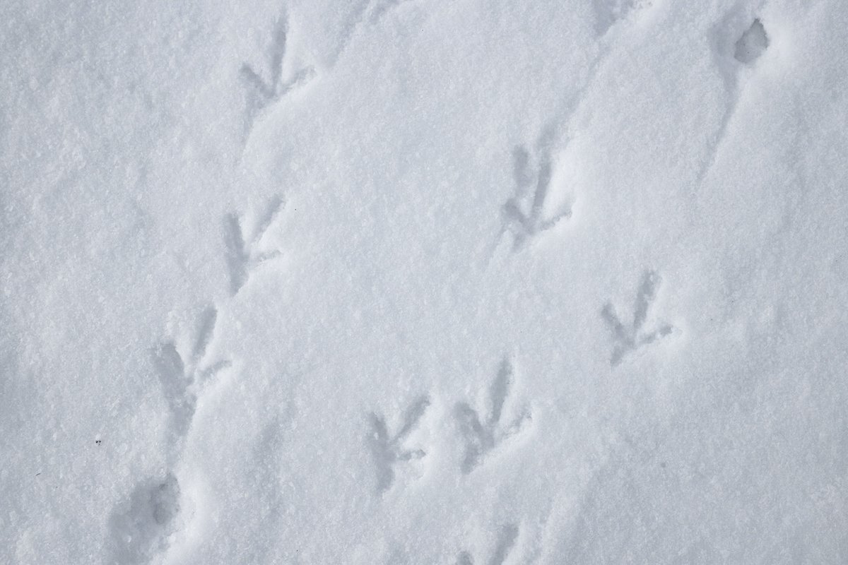 photo57's tweet photo. First #tracksinthesnow https://t.co/vxpFpVErVs