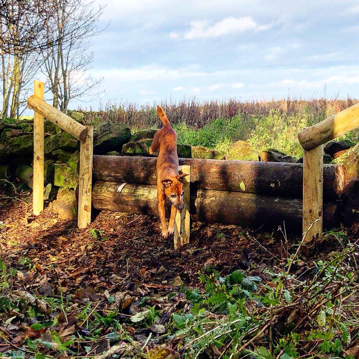 lurcherwork's tweet photo. #terrier #dog #workingdogs #huntingdogs #sportingdogs #hunting #patterdale #lakeland #fell #earthdogs #terrierwork #telegraphpoles #workingterriers #keephunting #newbuild #huntjump #timber #jump #equestrian #horsesports #foxhunting #countryman #jumpbuilding #jumpbuilder https://t.co/82SxeLm1ko