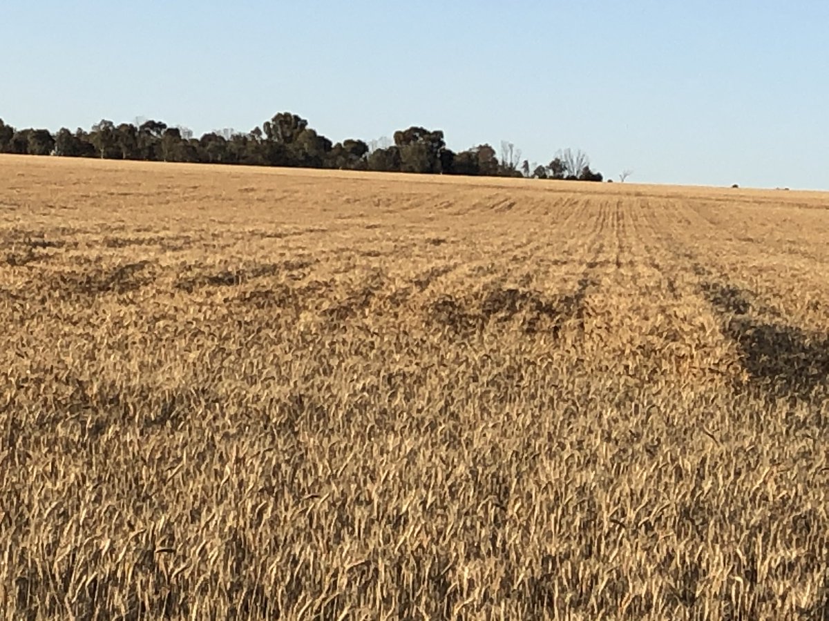 elyaring's tweet image. Deep ripping showing up well this year with marginal rainfall