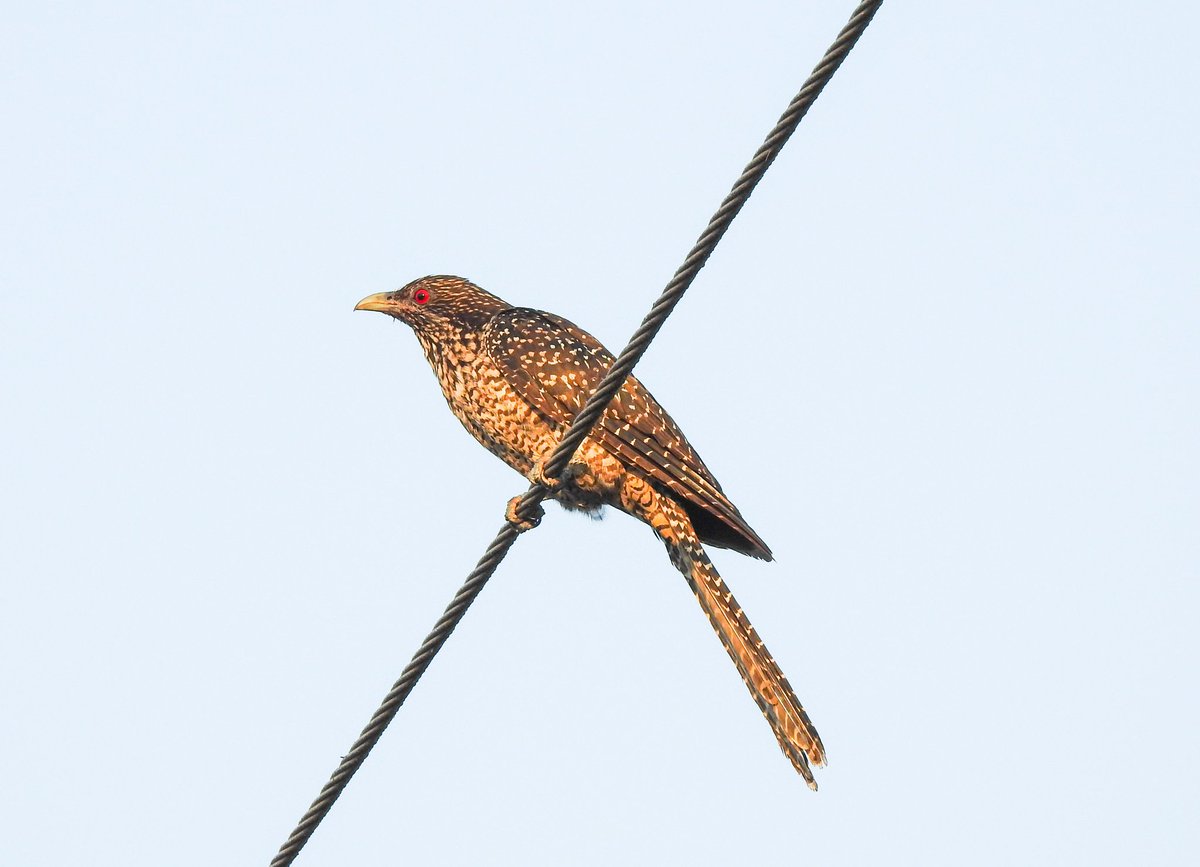 Asian koel
#IndiAves #ThePhotoHour  #birdphotography #NaturePhotography #birds #TwitterNatureCommunity <a href="/Avibase/">Avibase (Denis Lepage)</a> #wildlifephotography 

youtu.be/daCTPNd58R0