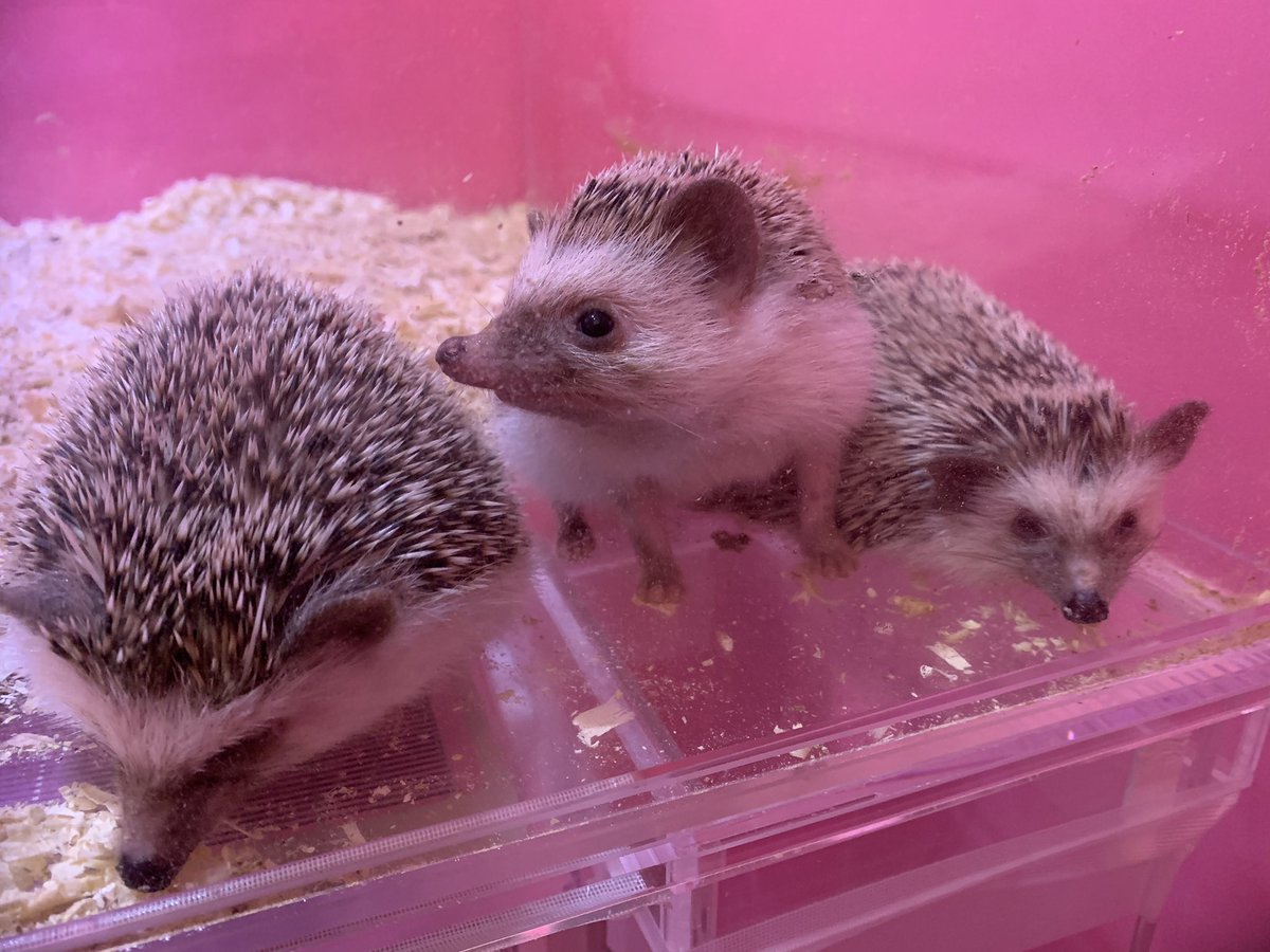 岡山キモかわいい展 Kimokawaiiten Twitter