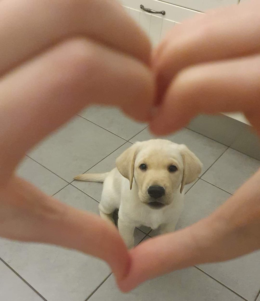 opaskoirakoulu's tweet image. Iloista päivää syksyn harmaudesta huolimatta! ❤️🦮
#opaspentu #opaskoira #futureguidedogs #labradorinnoutaja #labbispentu #näkövammaisuus #iloaelämään #syksy @NKLry