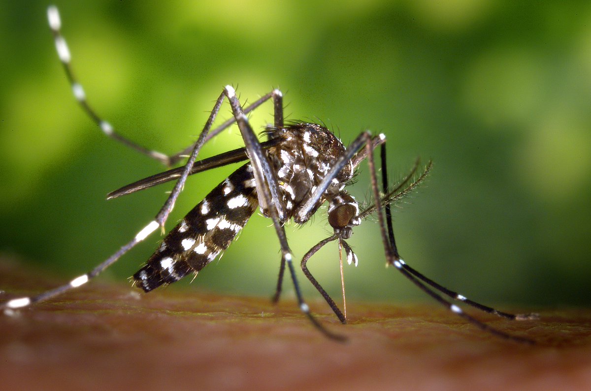 SesaTweet's tweet photo. Conversatorio de la #SIBSA sobre el control integrado de #mosquitos https://t.co/iCak65PCLB vía @SesaTweet #SESA https://t.co/joIRBwXs37
