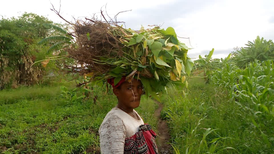 crafteastafrica's tweet photo. Atuta, from Kayumba #FarmersGroup in Mbeya #Tanzania returns from her garden where she harvested #commonbeans. Atuta adopted #Uyole03 an improved #commonbean variety that is #Pestand DiseaseResistant and has seen an improvement in her yields. #CRAFT building #ResilientValueChains https://t.co/cOOtpmISUw