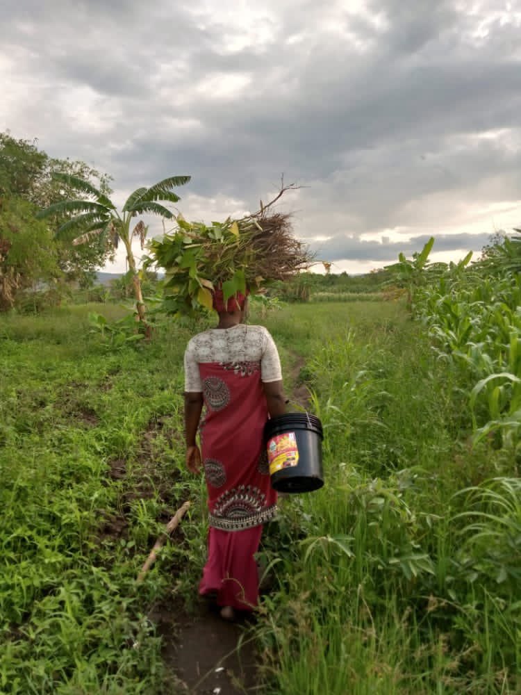 crafteastafrica's tweet photo. Atuta, from Kayumba #FarmersGroup in Mbeya #Tanzania returns from her garden where she harvested #commonbeans. Atuta adopted #Uyole03 an improved #commonbean variety that is #Pestand DiseaseResistant and has seen an improvement in her yields. #CRAFT building #ResilientValueChains https://t.co/cOOtpmISUw