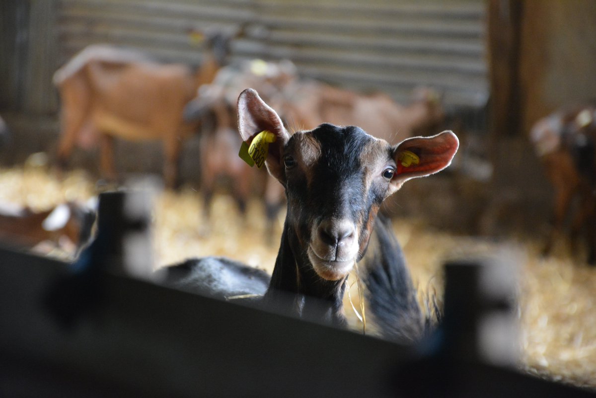 Les "Chèvres Vagabondes" ! C'est ainsi que nous nommons les portes ouvertes sur nos fermes. Puisqu'elles n'ont pas pu avoir lieu en 2020, nous vous invitons à découvrir nos #fermes, notre métier, les #chèvres et les #fromages, avec nos vidéos sur facebook.com/routefromages/
