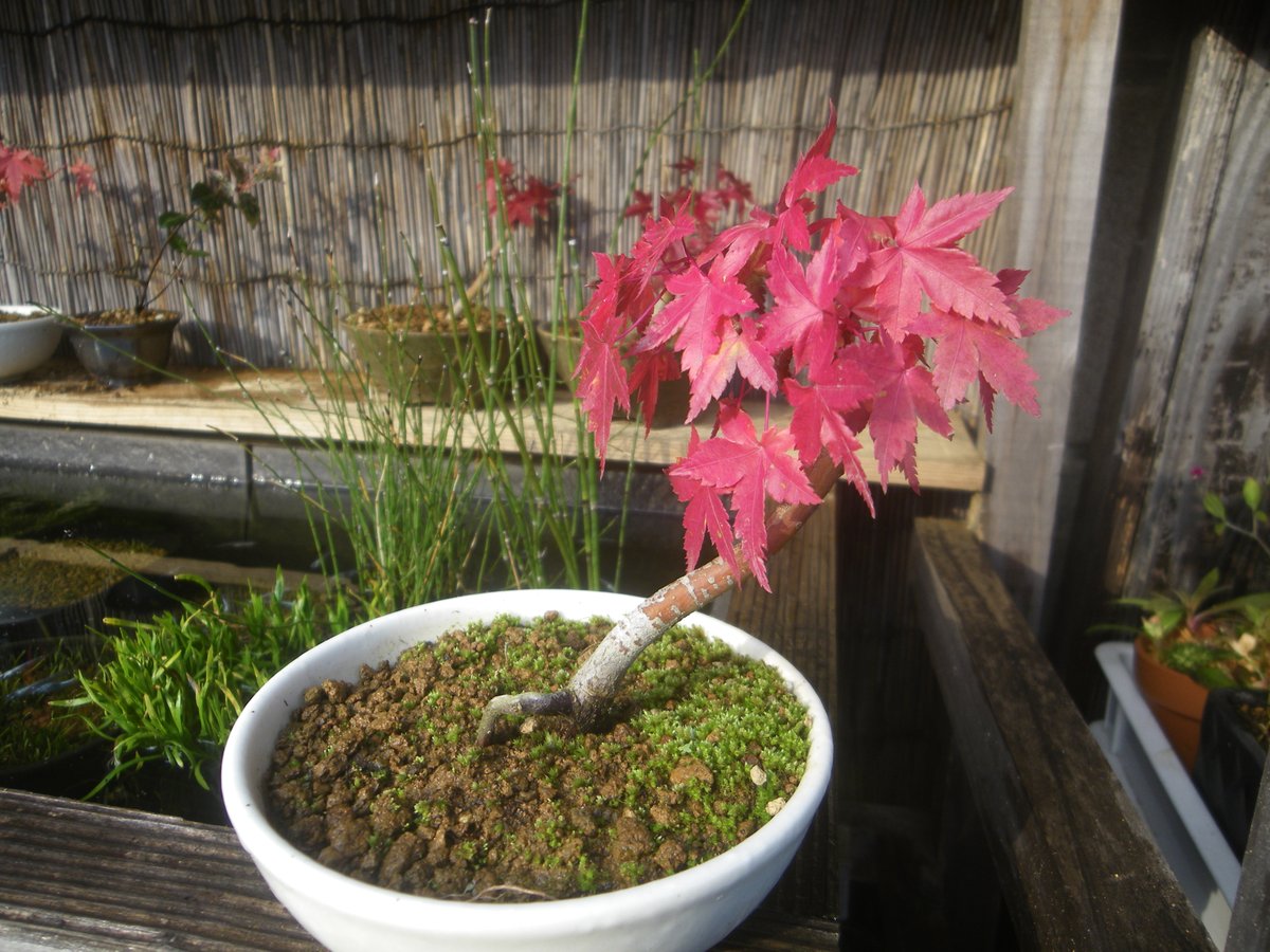メダカの大工 寒くなりましたが メダカのビオトープのホテイ草は まだ緑色です 越冬用のホテイ草を選別する時期になりました あまり大きくないほうが成績がよいです モミジのミニ盆栽が美しい赤色に紅葉しました ホームセンターで香姫ヒイラギを購入
