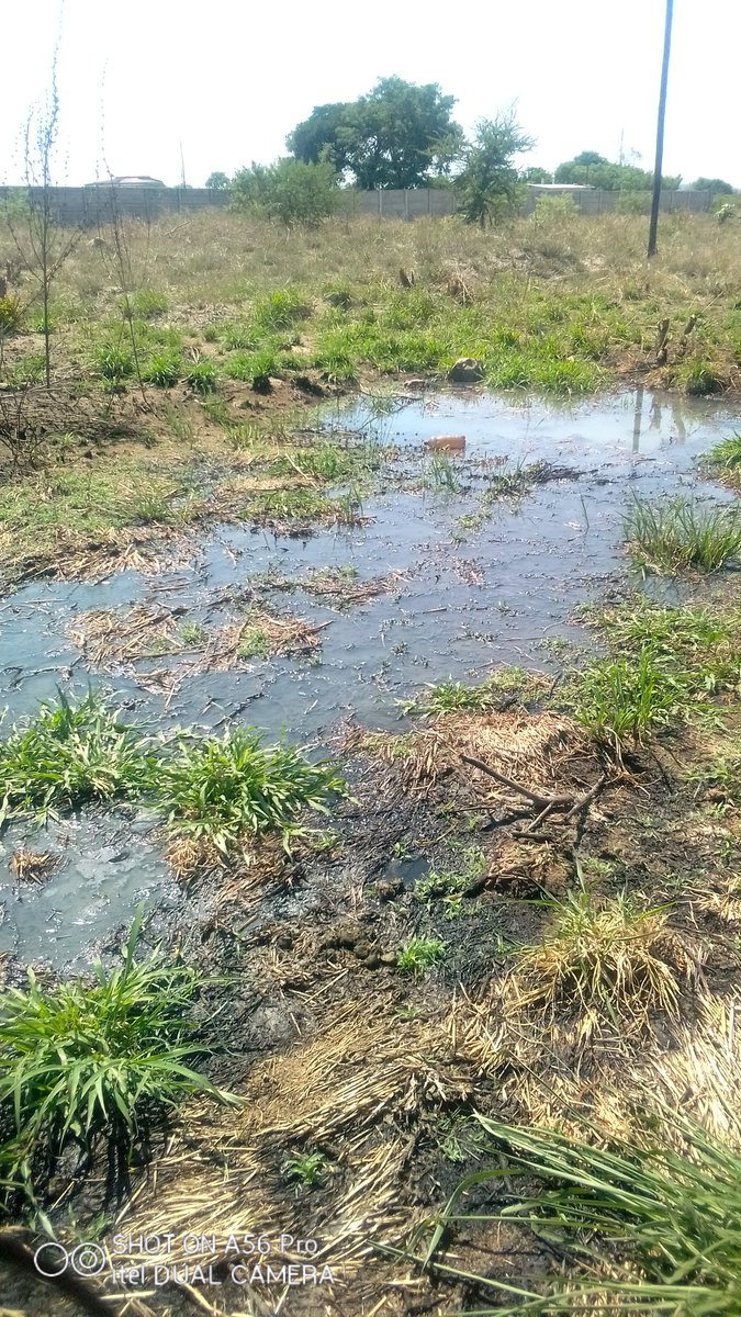 ForumMasvingo's tweet photo. #rawsewage flowing near hseno 27174 #ZimrePark @MasvingoCity may you assist please @MakomboreroH @MasvingoMurra @Brightonramusi @zivanaimuzorodz @OSISA @EdwardMukarati1 https://t.co/TazrLbNLhe