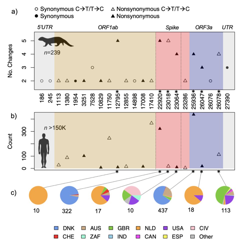 New preprint on  #SARSCoV2 adaptation to transmission in minks. We identify a set of mutations that have been acquired multiple times in strains circulating in mink farms, and that are only rarely found in viruses isolated in humans.1/ https://www.biorxiv.org/content/10.1101/2020.11.16.384743v1