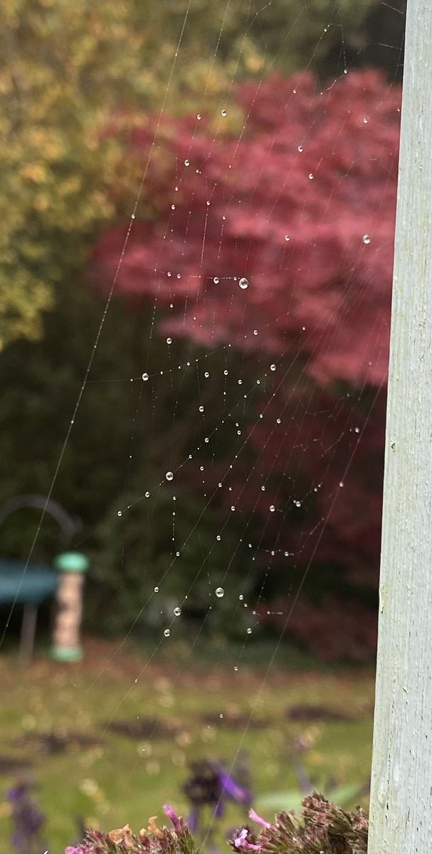ElizAthertonSop's tweet photo. Gossamer

#Cobweb #BeautyInSimpleThings https://t.co/X9hXg0CKIm