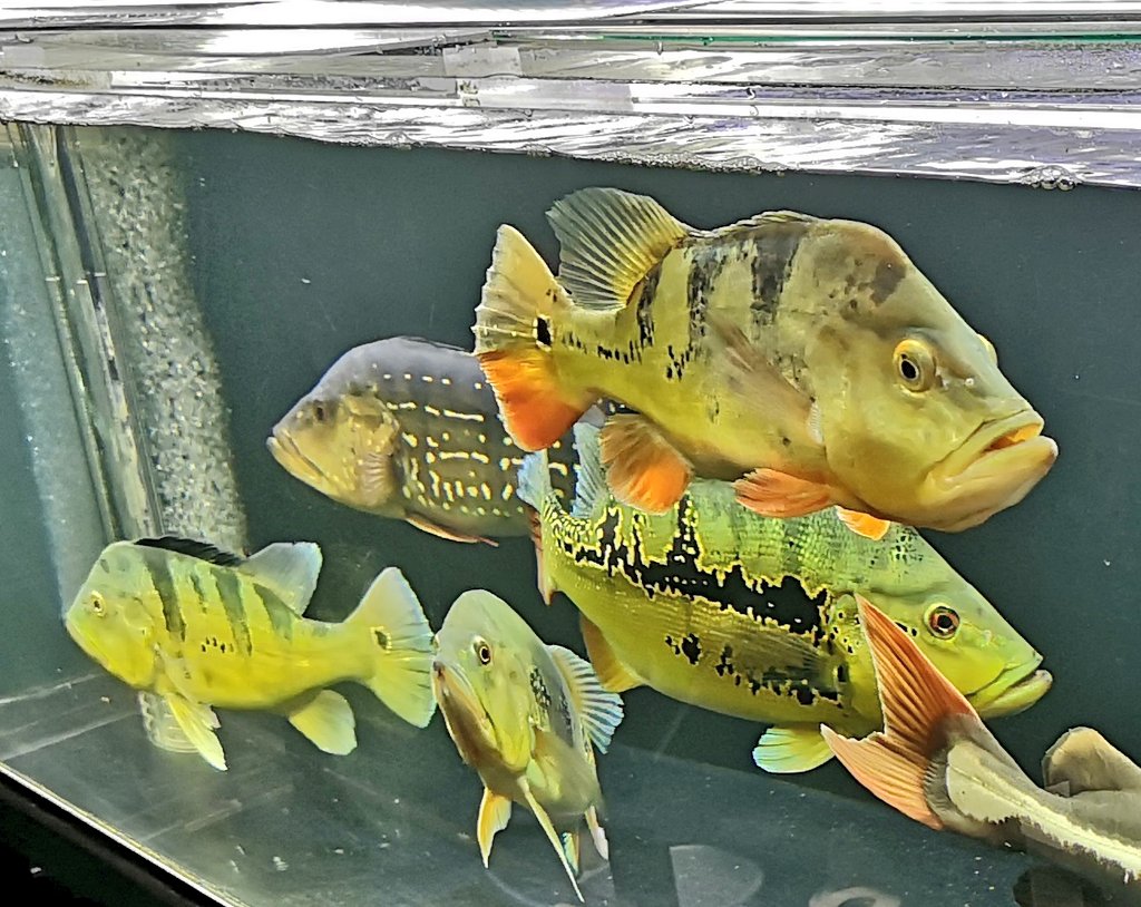 キクラ，ピーコックバス キクラ・ピーコックバス 35cm±