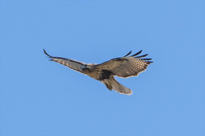 今日はノスリを見たぞ
シルエットがふとましい 