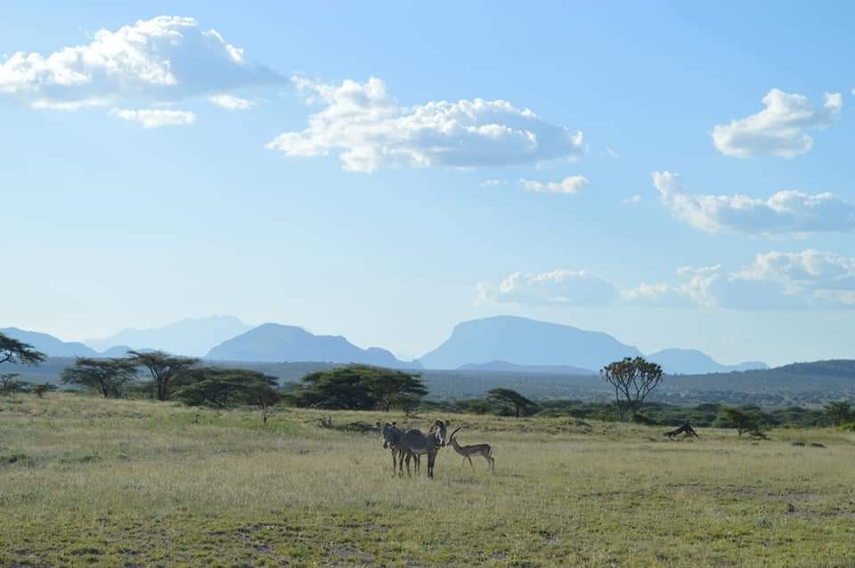 Isiolo is one of the best tourists destination, see the beuty of Shaba national reserves.

Random phone photos. 

#Magicalkenya
