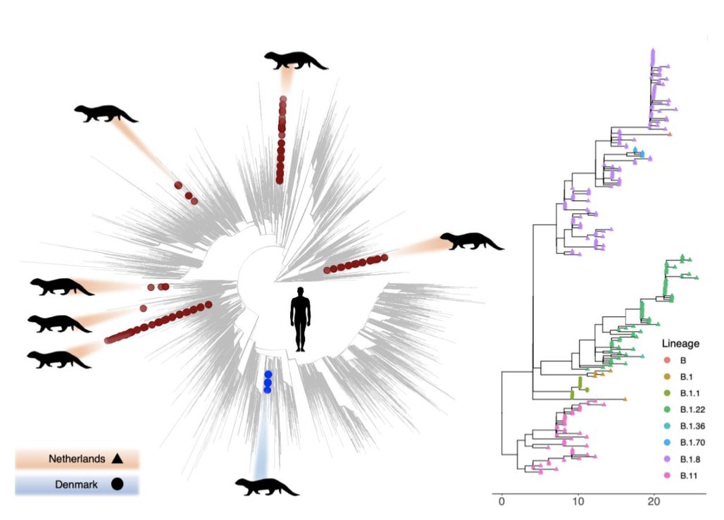 We observe seven independent host jumps of  #SARSCoV2 in the Netherlands and Denmark, involving strains representative from essentially the entire  #SARSCoV2 lineage diversity in circulation in humans, with occasional back-transmission into humans.2/ https://www.biorxiv.org/content/10.1101/2020.11.16.384743v1