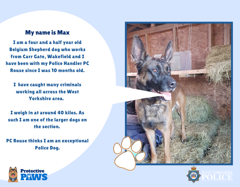 protectivepaws's tweet photo. Please say hello to big boy PD Max. Weighing in at 40 kilos, Max is a formidable presence when searching for and detaining criminals. He loves working with his handler PC Rouse and protecting the public of West Yorkshire. #Protectivepaws #dogs #policedogs #westyorkshirepolice https://t.co/HwUCKl2jsV