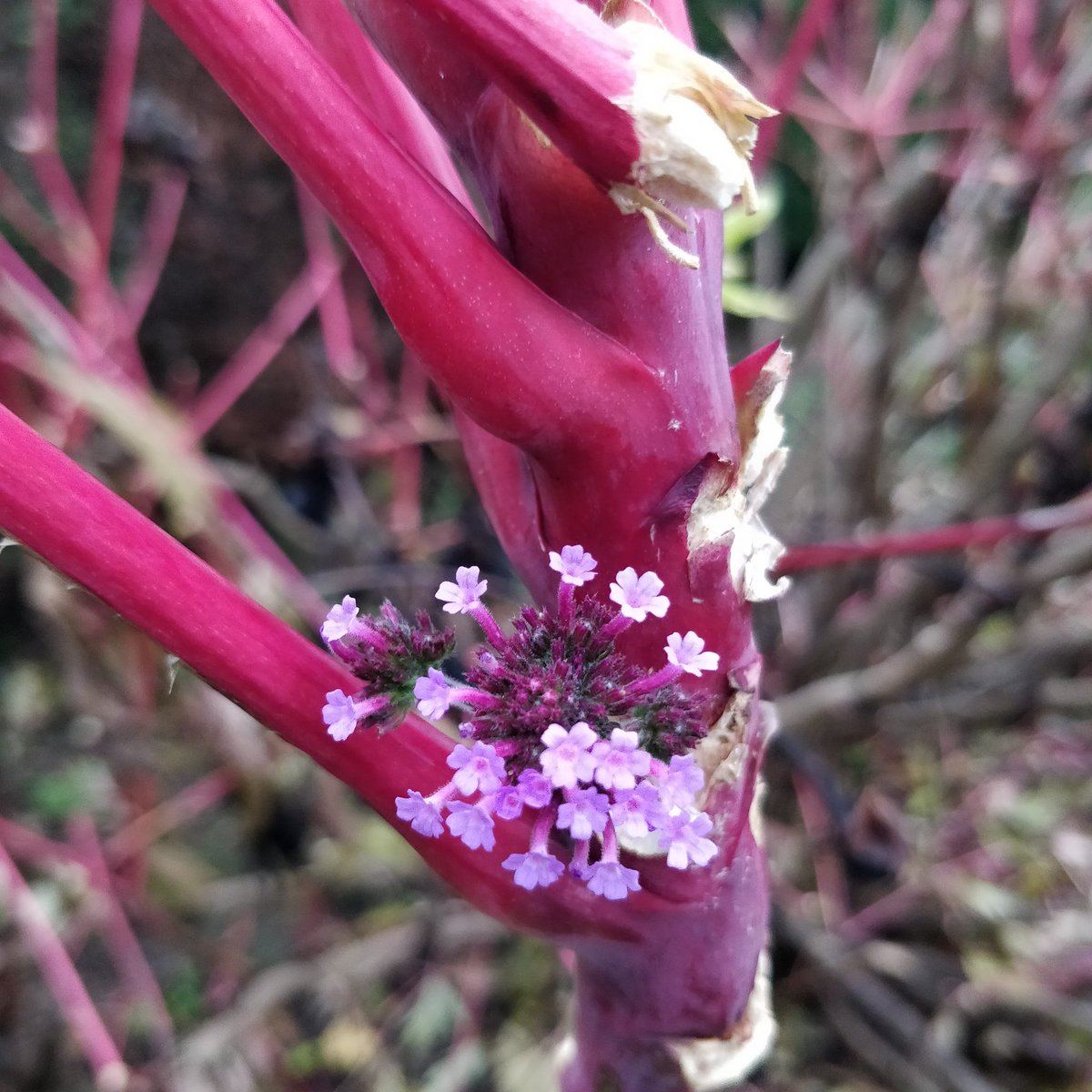 sophie_leathart's tweet photo. Always looking for inspiring new flower combinations. The royal colour of verbena bonariensis set against the gules stems of paeonia lutea. Heraldic colours. #loveflowers #verbena #peony #purple #gules #red #heraldiccolours #gardening #gardenflowers #treepeony #flowerinspiration https://t.co/n3hXstph8u