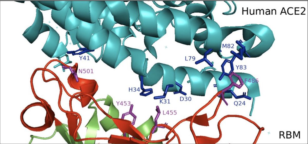  #SARSCoV2 lineages transmitting in minks repeatedly acquire mutations rarely observed in strains circulating in humans. Those include in particular three changes in the region of the spike protein binding to the host cell receptor. 3/ https://www.biorxiv.org/content/10.1101/2020.11.16.384743v1