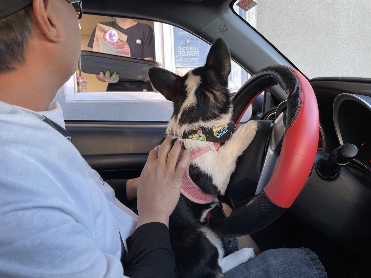 rinthecorgi's tweet photo. Also Taco Tuesday ... Rin pulling up on Taco Bell in Saint Rose Parkway ๐๐ฎ #corgi #lasvegascorgis #lasvegas #vegas #corgipuppy #pembrokewelshcorgi #sincitycorgis #corgicommunity #teamcorgi #teamscion https://t.co/LtmC3DKytF