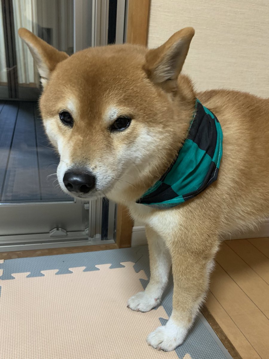いま日本中の犬が次々と炭治郎にされているらしい Togetter いま日本中の犬が次々と炭治郎にされているらしい Togetter