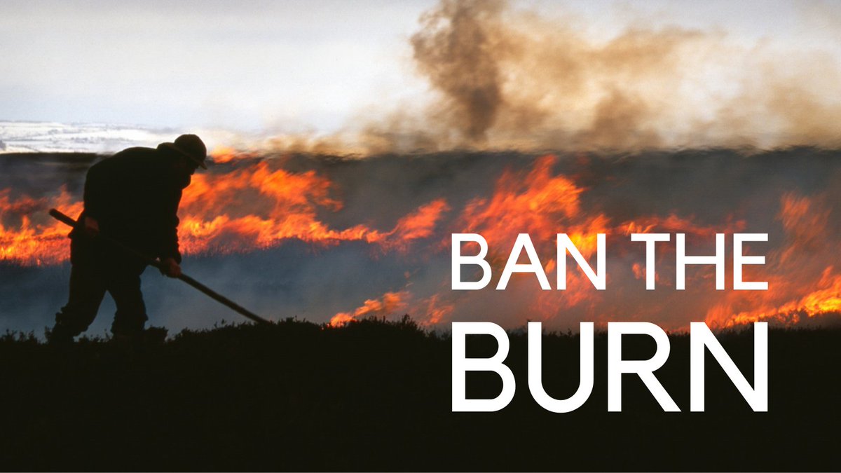 Tomorrow MPs will debate the burning of peatland.Burning peatland needs to stop now and our peatlands restored if UK Gov is serious about tackling the  #ClimateEmergency.It's crucial that MPs take a stand. Tag your MP to ask them to attend and back calls to  #BanTheBurn 